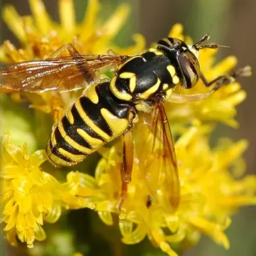 Spilomyia interrupta Williston, 1882:327