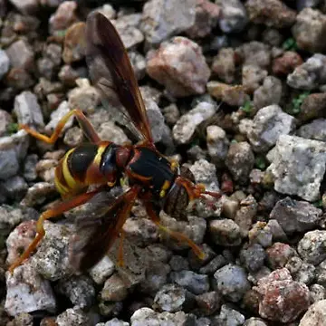 Spilomyia kahli Snow, 1895:245