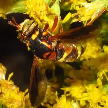 Spilomyia kahli Snow, 1895:245