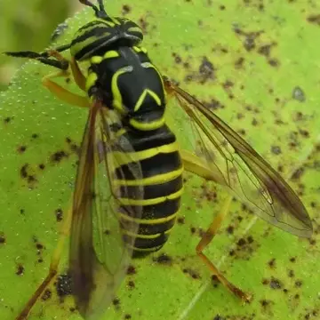 Spilomyia longicornis Loew, 1872:82