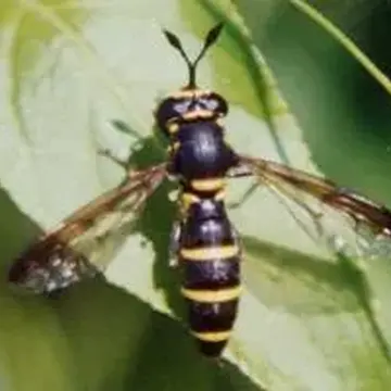 Ceriana conopsoides (Linnaeus, 1758):590
