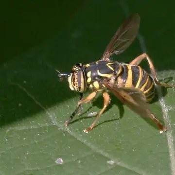 Spilomyia longicornis Loew, 1872:82