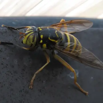 Spilomyia manicata (Rondani, 1865):132