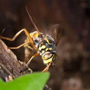 Spilomyia manicata (Rondani, 1865):132
