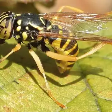 Spilomyia saltuum (Fabricius, 1794):287