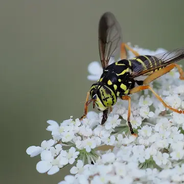 Spilomyia saltuum (Fabricius, 1794):287