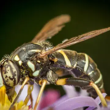 Spilomyia sayi van der Goot, 1964:219