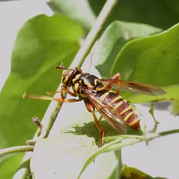 Spilomyia suzukii Matsumura, 1916:229