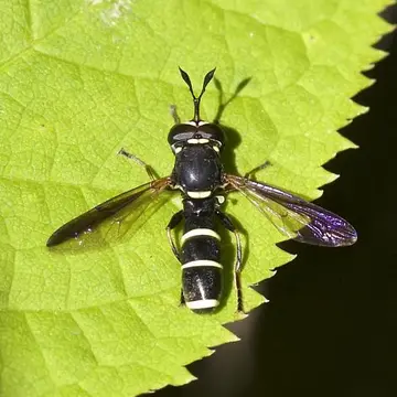 Ceriana mime (Hull, 1935):101