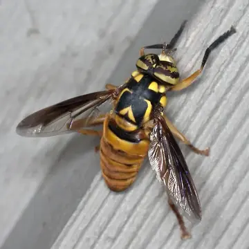Spilomyia alcimus (Walker, 1849):563