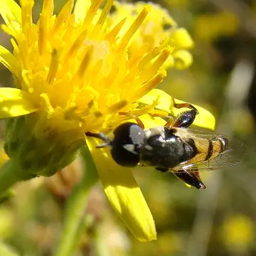 Syritta flaviventris Macquart, 1842:135