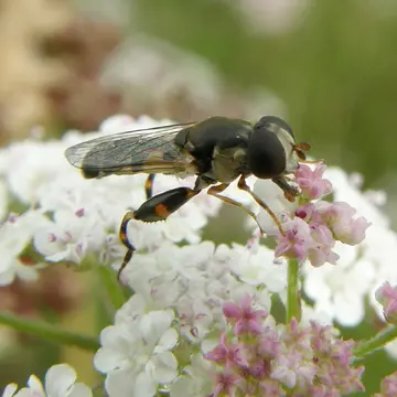 Syritta pipiens (Linnaeus, 1758):594
