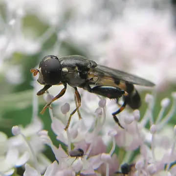 Syritta pipiens (Linnaeus, 1758):594
