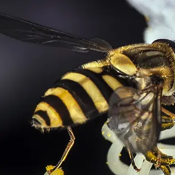 Syrphus knabi Shannon, 1916:200