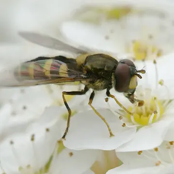 Syrphus nitidifrons Becker, 1921:50