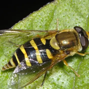Syrphus opinator Osten Sacken, 1877:327