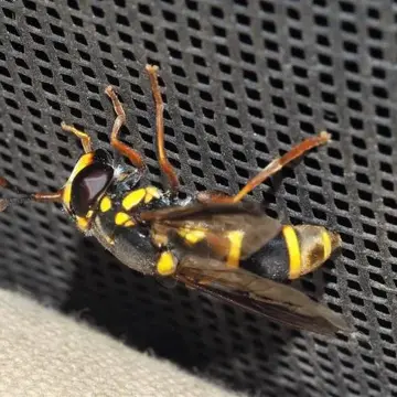 Ceriana (Pterygophoromyia) ornata (Saunders, 1845):64