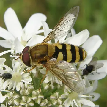 Syrphus ribesii (Linnaeus, 1758):593