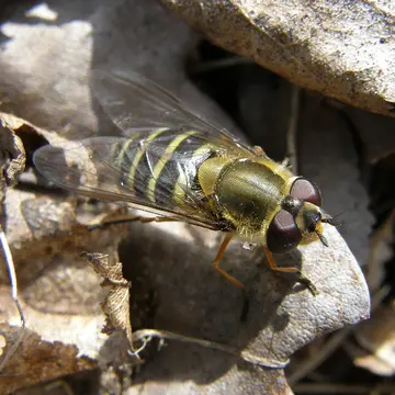 Syrphus torvus Osten Sacken, 1875:139