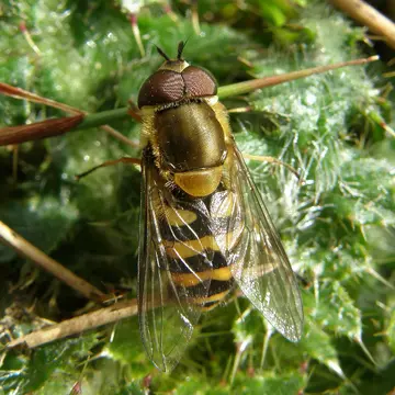 Syrphus torvus Osten Sacken, 1875:139