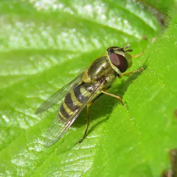 Syrphus vitripennis Meigen, 1822:308