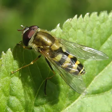 Syrphus vitripennis Meigen, 1822:308