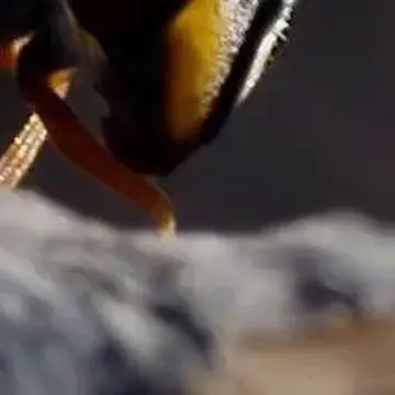 Ceriana (Pterygophoromyia) ornata (Saunders, 1845):64