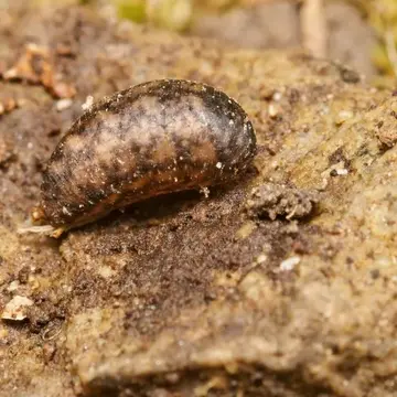 Syrphus vitripennis Meigen, 1822:308