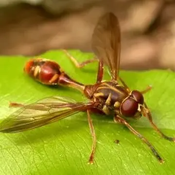 Takaomyia johannis Hervé-Bazin, 1914:413