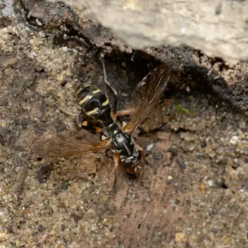Takaomyia sexmaculata (Matsumura, 1916):228