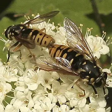 Temnostoma alternans Loew, 1864:68