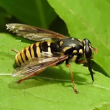 Temnostoma alternans Loew, 1864:68