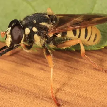 Temnostoma alternans Loew, 1864:68