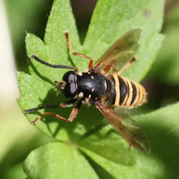 Temnostoma apiformis (Fabricius, 1794):300