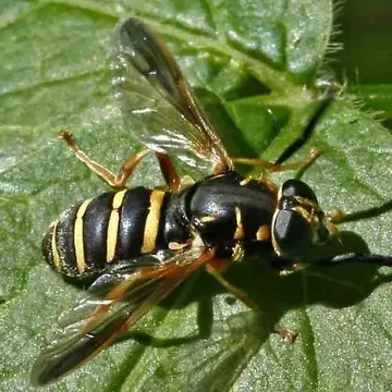 Temnostoma balyras (Walker, 1849):577