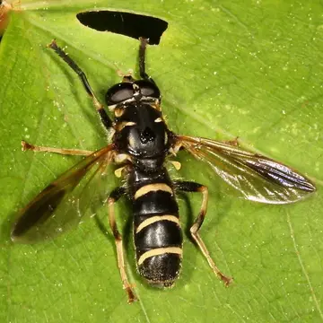 Temnostoma balyras (Walker, 1849):577