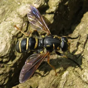 Temnostoma barberi Shannon, 1939:219