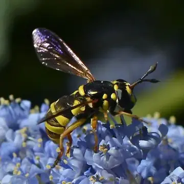 Ceriana tridens (Loew, 1872):86