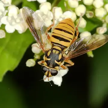 Temnostoma daochum (Walker, 1849):565