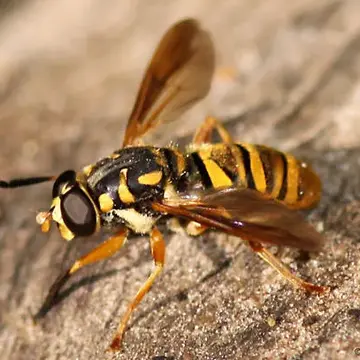 Temnostoma daochum (Walker, 1849):565