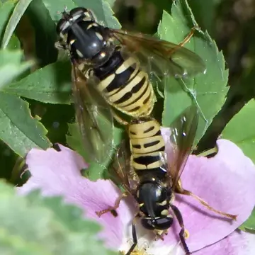 Temnostoma excentricum (Harris, 1841):409