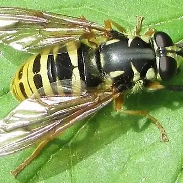 Temnostoma excentricum (Harris, 1841):409