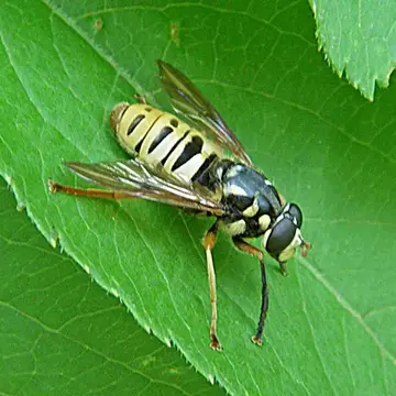 Temnostoma excentricum (Harris, 1841):409