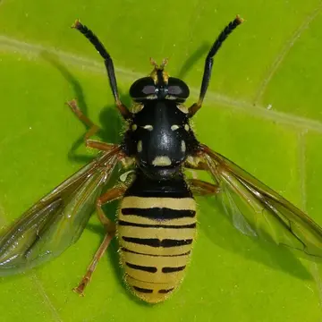 Temnostoma meridionale Krivosheina & Mamaev, 1962:928