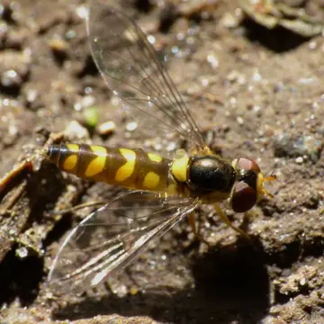 Allograpta ropala (Walker, 1849):593