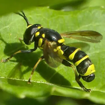 Ceriana tridens (Loew, 1872):86