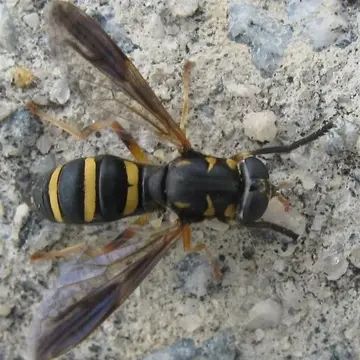 Temnostoma trifasciata Robertson, 1901:285