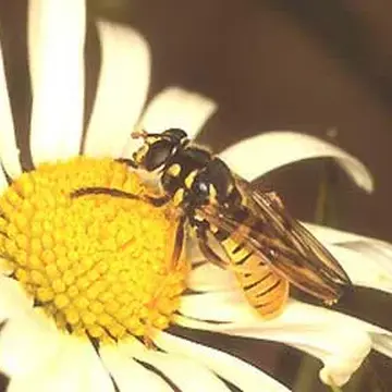 Temnostoma vespiformis (Linnaeus, 1758):593