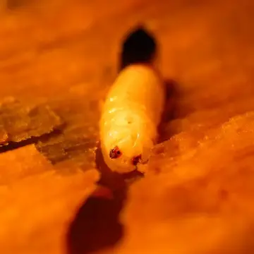Temnostoma vespiformis (Linnaeus, 1758):593