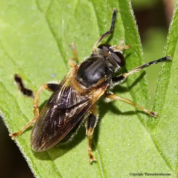 Teuchocnemis lituratus (Loew, 1863):317